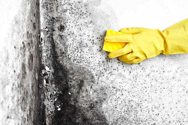 Best Mold Testing  in Wyoming, PA