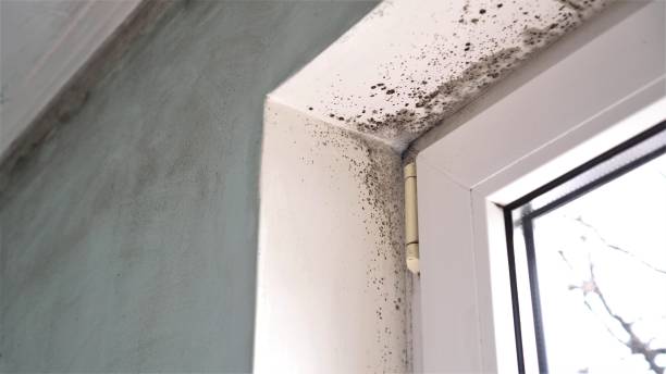 Best Mold Damage Repair  in Wyoming, PA