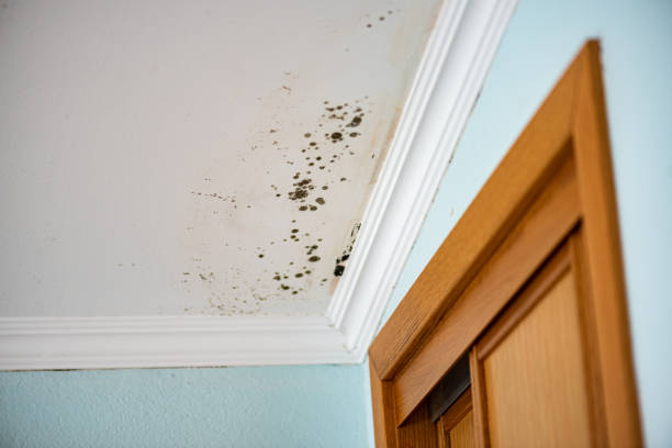 Best Same-Day Mold Removal  in Wyoming, PA