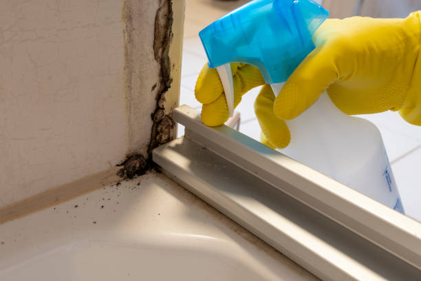 Best Fast Mold Removal  in Wyoming, PA