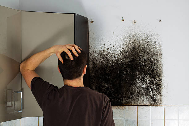 Best Local Mold Removal Service  in Wyoming, PA