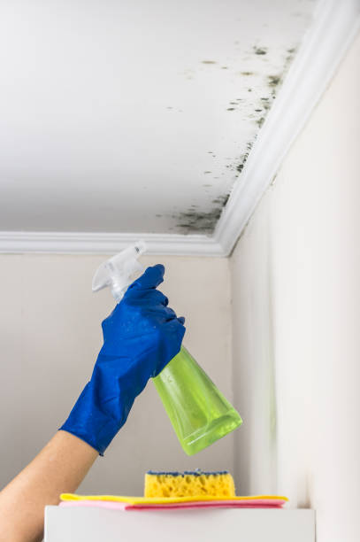 Best Mold Removal Near Me  in Wyoming, PA