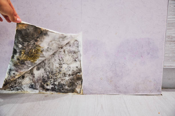 Best Water Damage Restoration  in Wyoming, PA